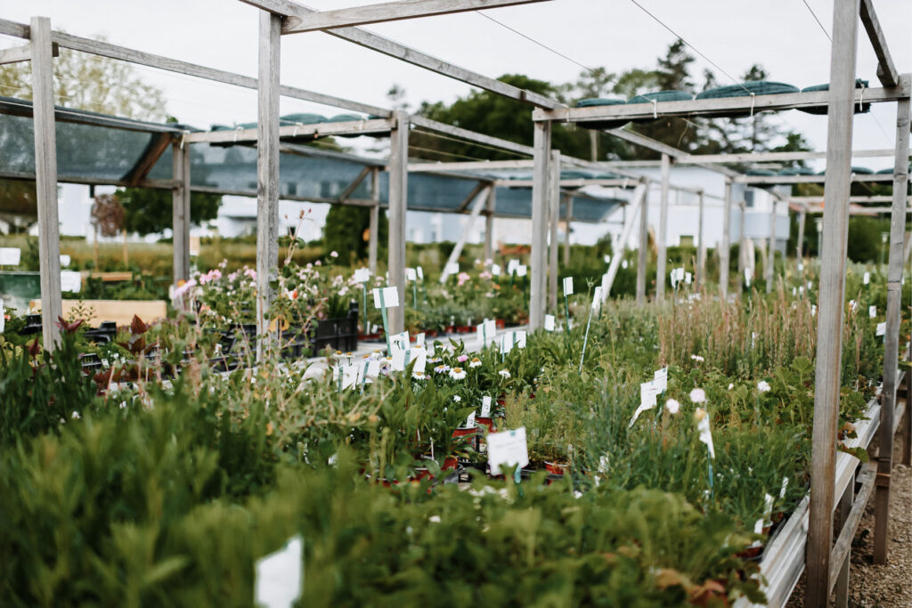 Various potted plants stand outside on a plant shelf.