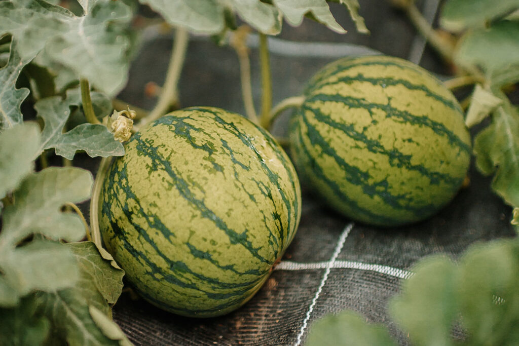 Two large melons lie side by side in the greenhouse.