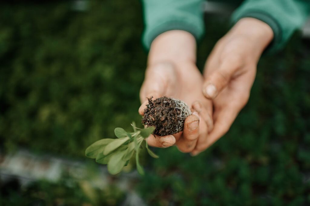 Two hands hold a plant cutting.