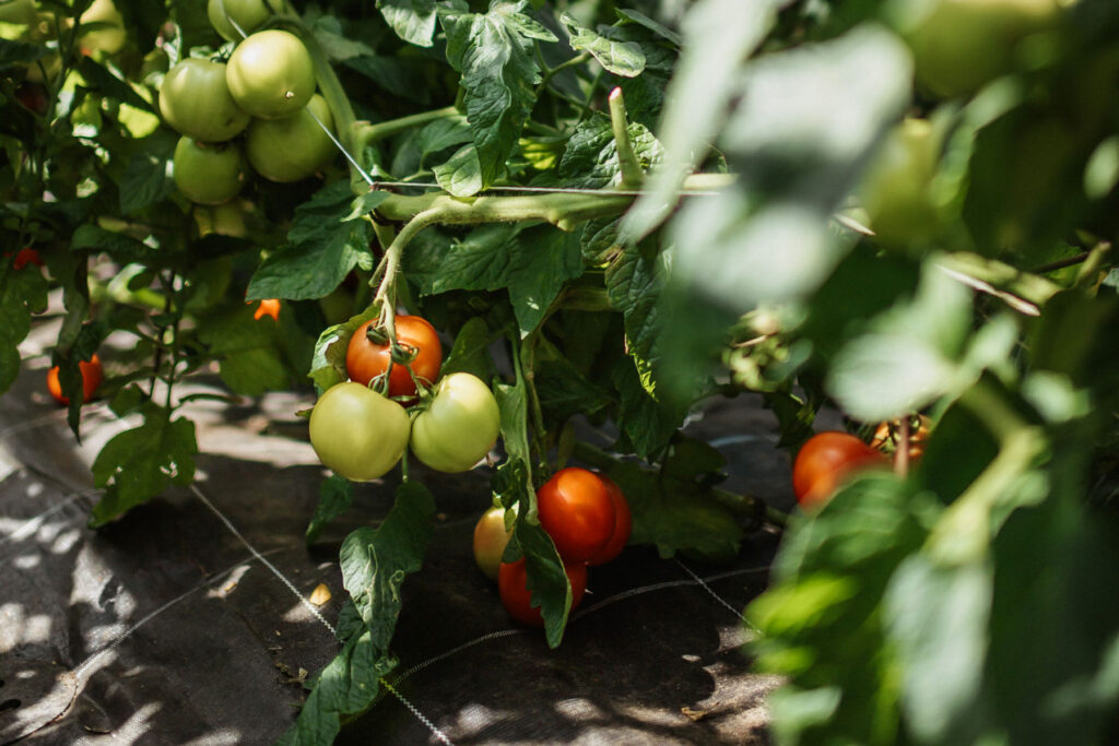 Ein grüner Strauch mit noch grünen und bereits roten, gereiften Tomaten.