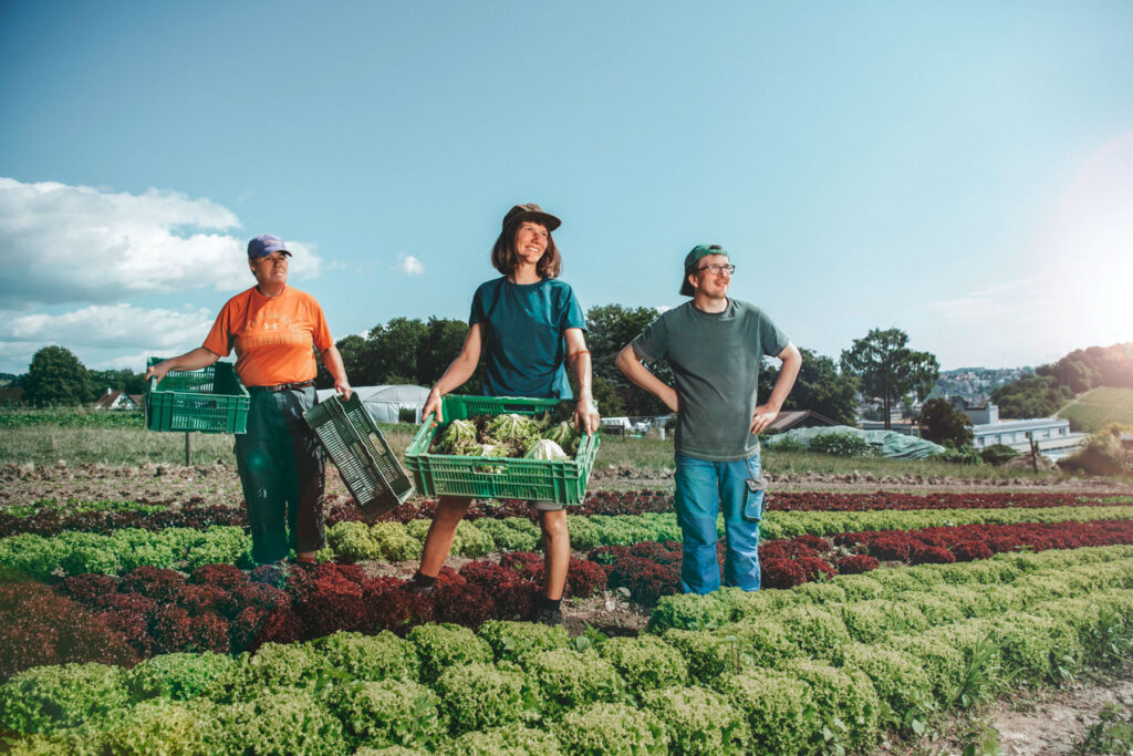 Three people who work on the organic farm are standing in a lettuce field harvesting.